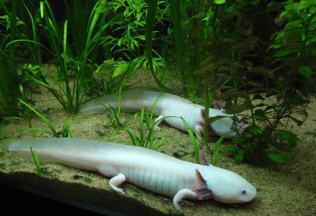 Costa Rica Rescues Endangered Axolotls From Illegal Trade