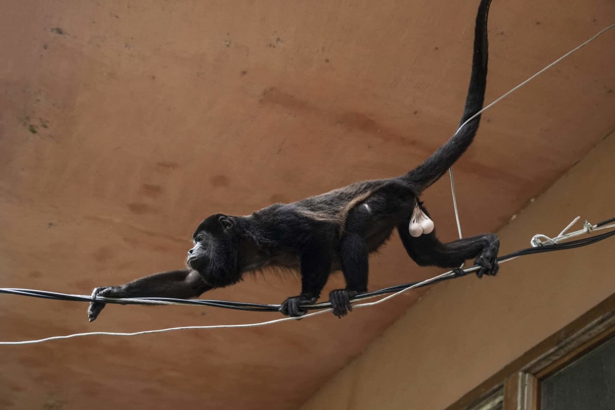 Howler monkey crossing through tree canopy in Costa Rica rainforest near electrical lines