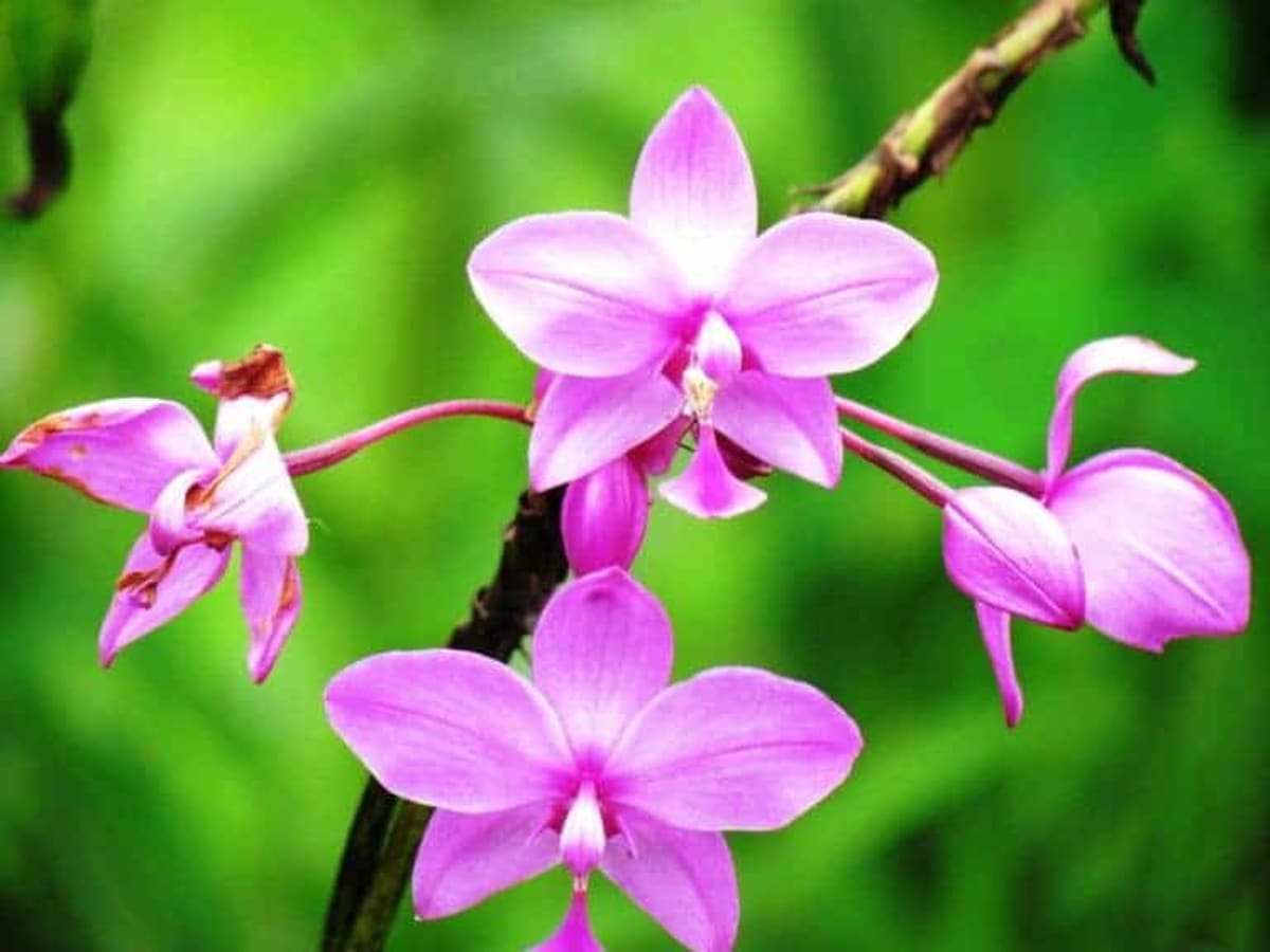 Costa Rica Saves 4,366 Animals and Plants from Smugglers