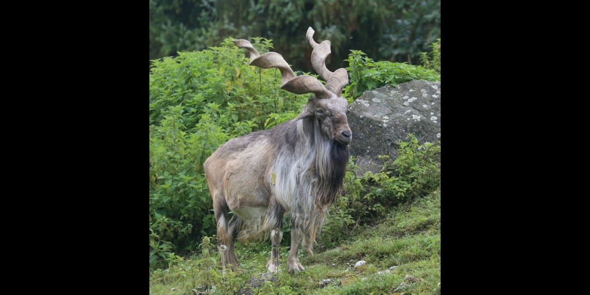Tajikistan's Markhors Soar from Hundreds to Over 7,000