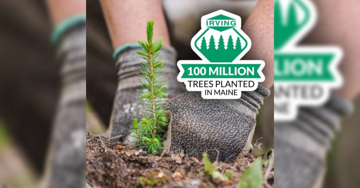 Tree planting crew member placing young seedling into Maine forest soil
