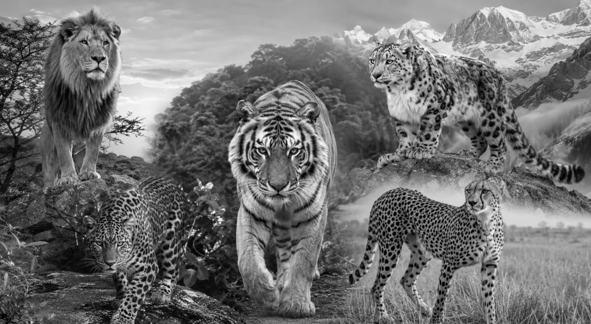 India Hosts First Big Cat Summit With 75% of World Tigers - Image 2