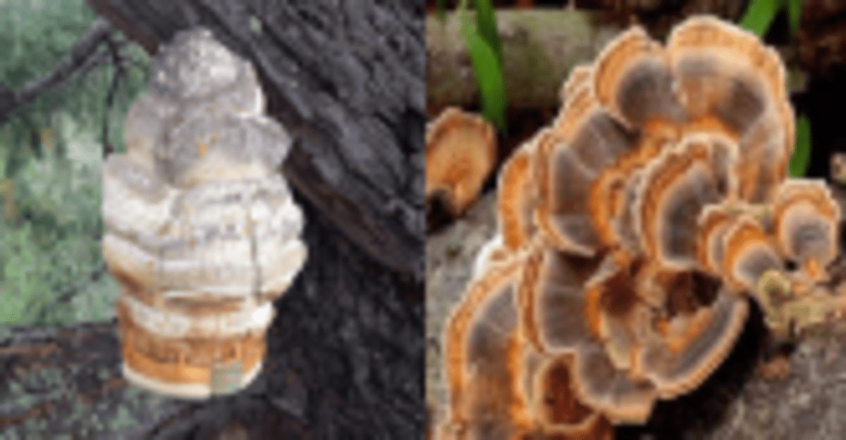 Scientists Unlock Immune System Path to Fight Ovarian Cancer - Image 3