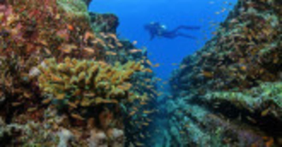 Scientists Unlock Immune System Path to Fight Ovarian Cancer - Image 2