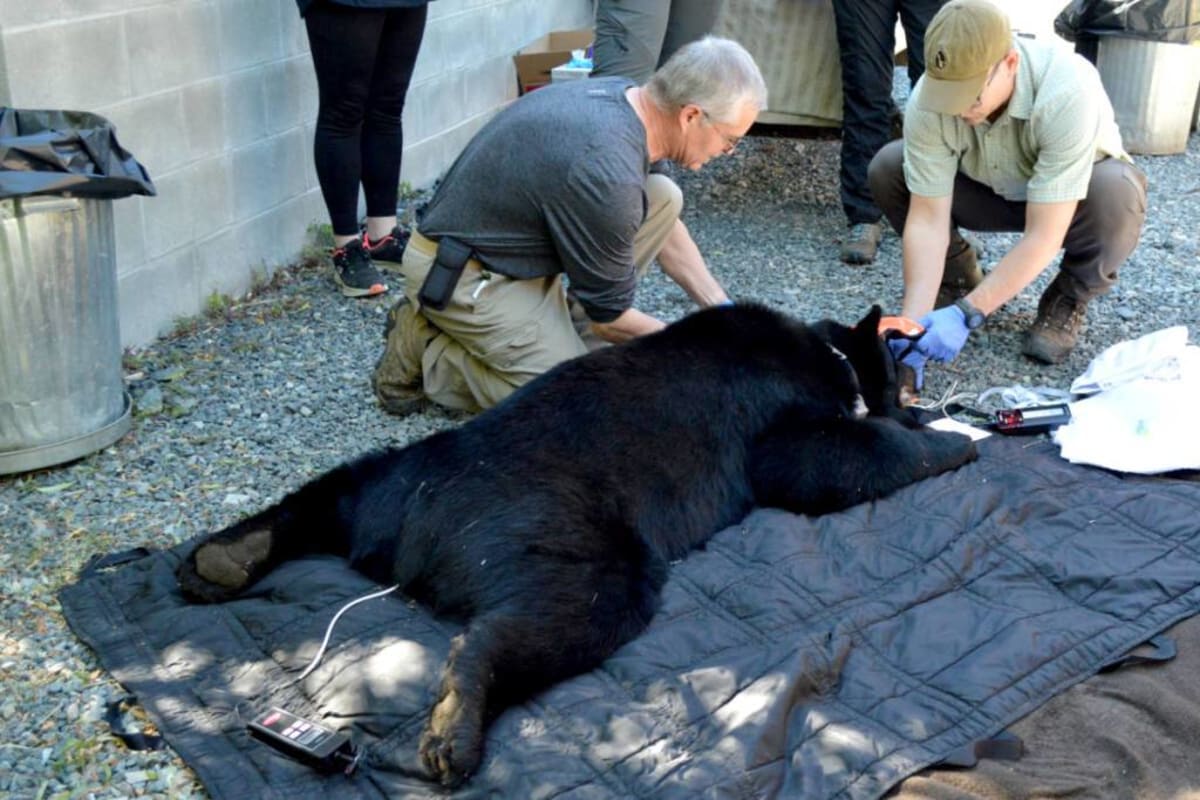 Veterinarian examining sedated black bear cub before release into Vancouver Island wilderness