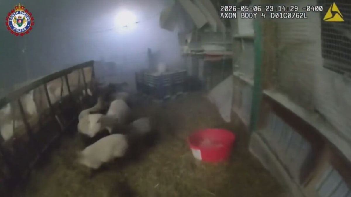 Officer Saves 61 Animals From Burning Barn Near Innisfil - Image 4