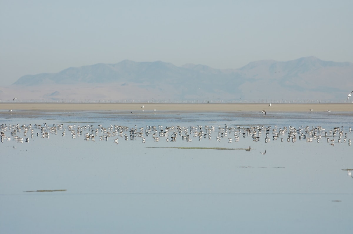 Utah Invests $5.1M to Protect Wildlife Before Crisis Hits
