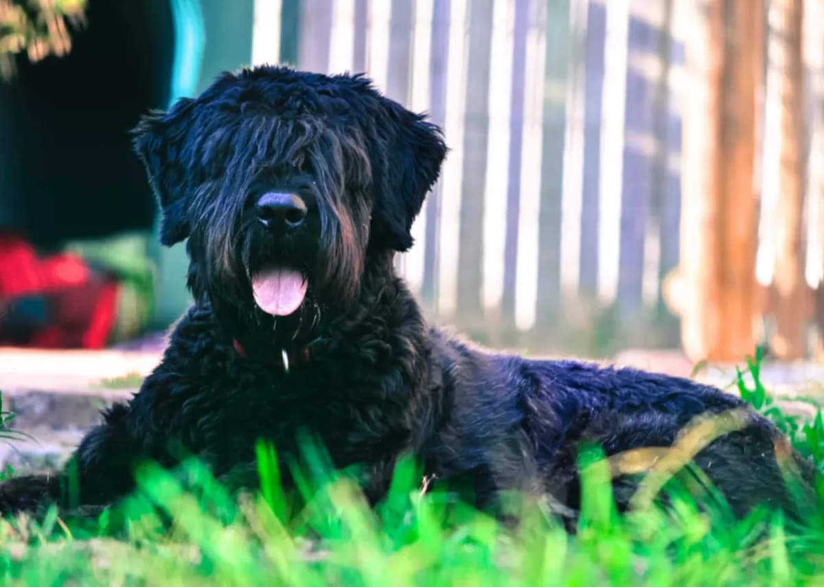 Rescue Saves Mama Dog After 3 Years on the Streets - Image 4