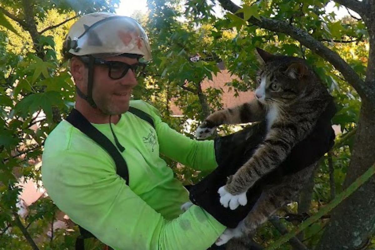 NJ Arborist Rescues 200+ Cats From Trees for Free