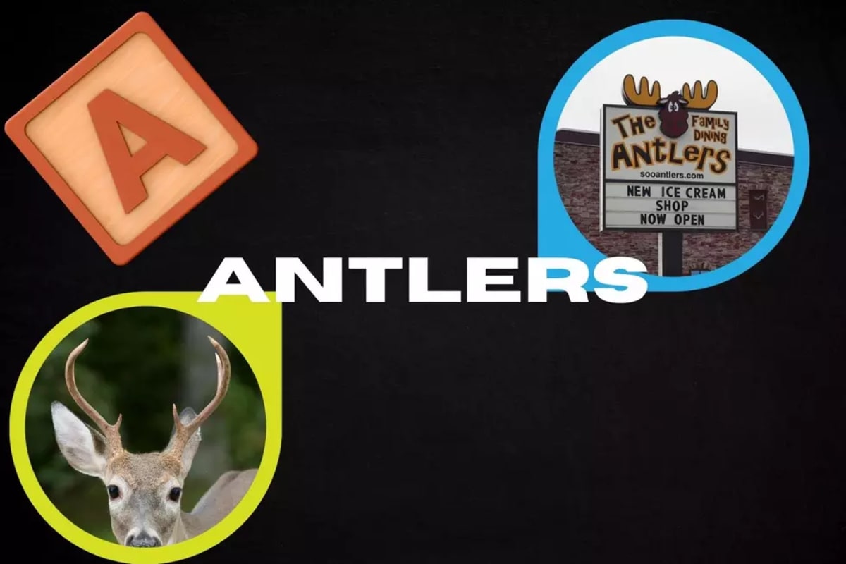 Michigan Man Uses Snow Brush to Save Beaver From Traffic - Image 3