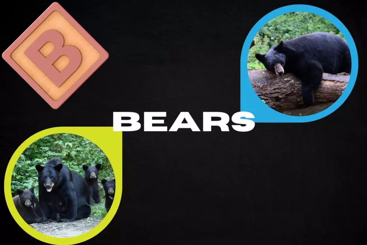 Michigan Man Uses Snow Brush to Save Beaver From Traffic - Image 4