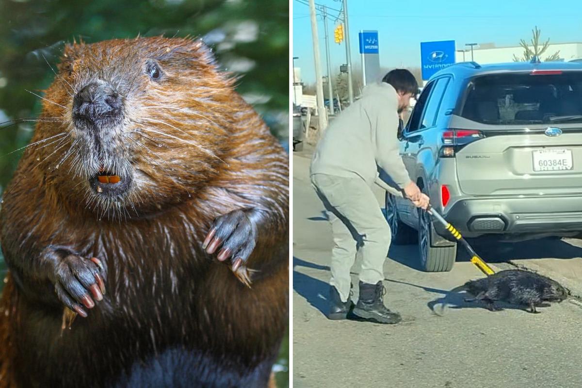Man using yellow snow brush to guide beaver away from busy Michigan road