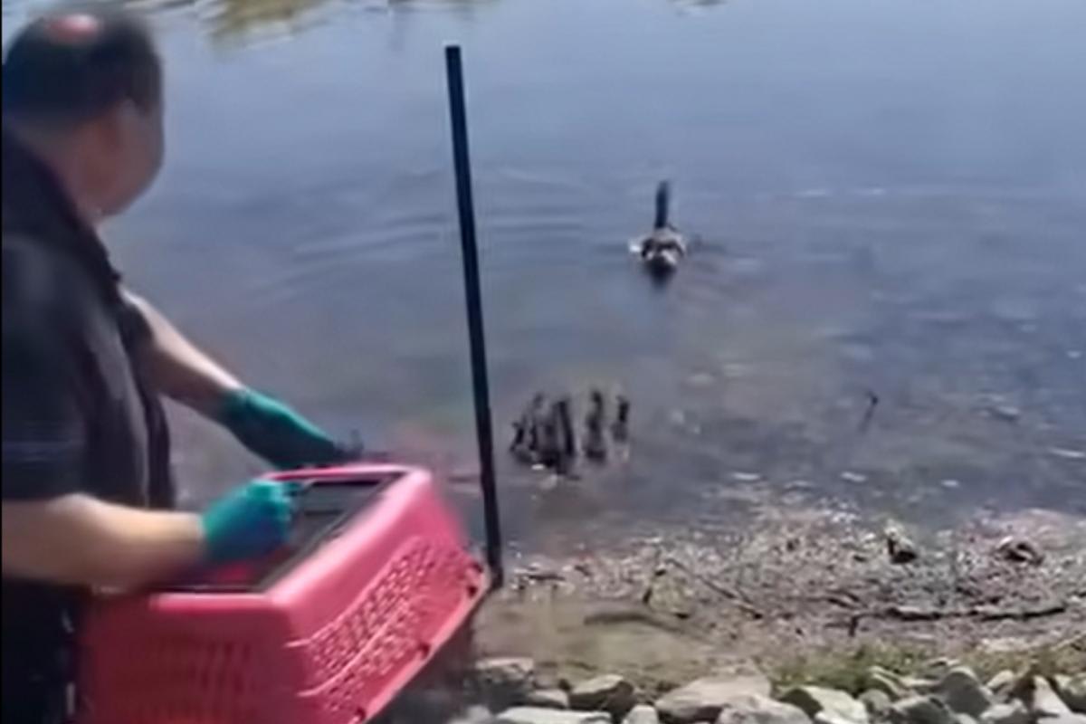 Officer Saves 11 Ducklings Trapped in New Bedford Sewer