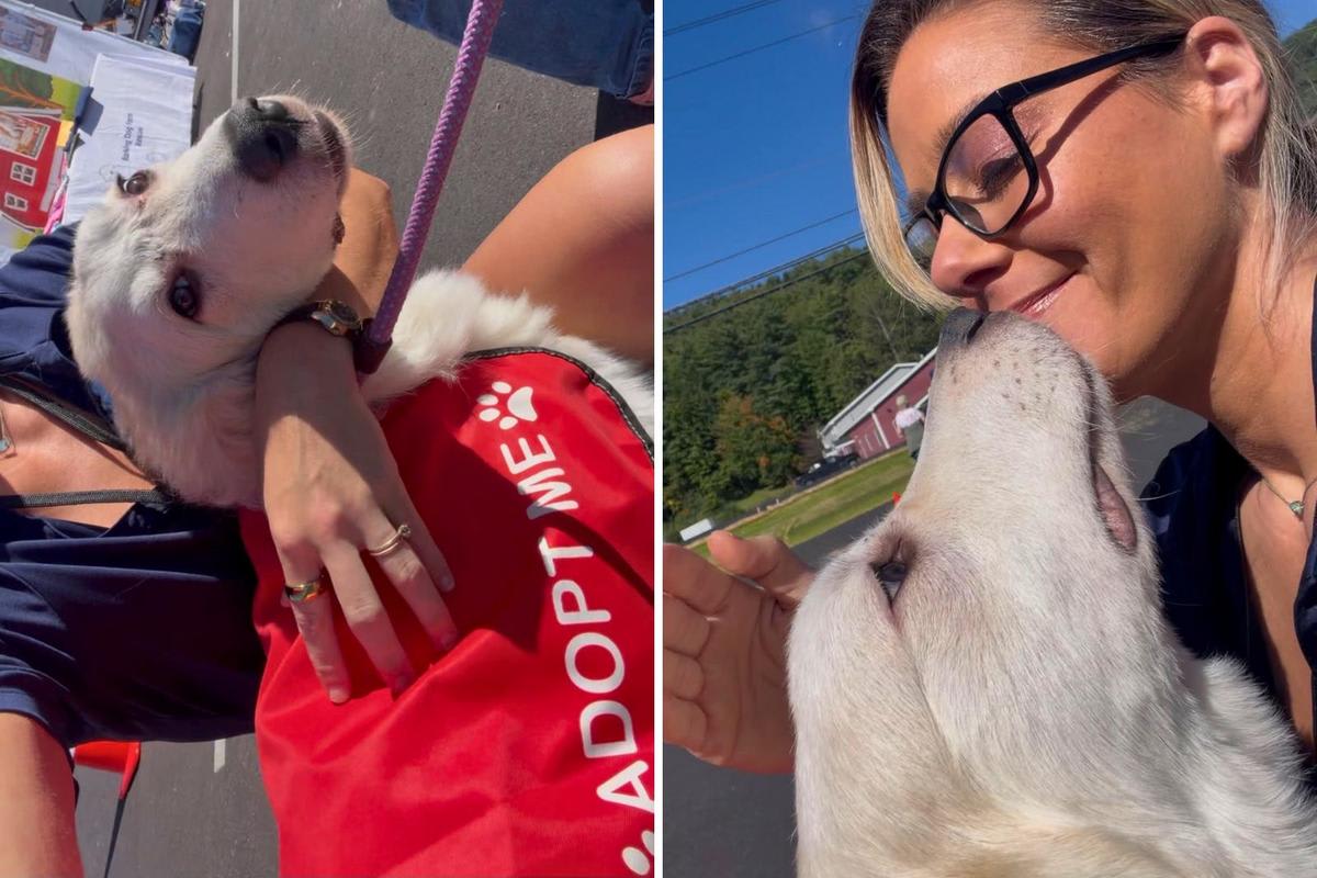 White fluffy Great Pyrenees dog named Merida meeting people at community rescue event