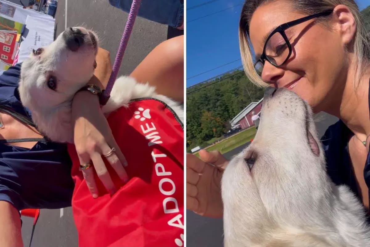 NH Rescue Saves Fluffy Great Pyrenees, One Cloud at a Time - Image 2