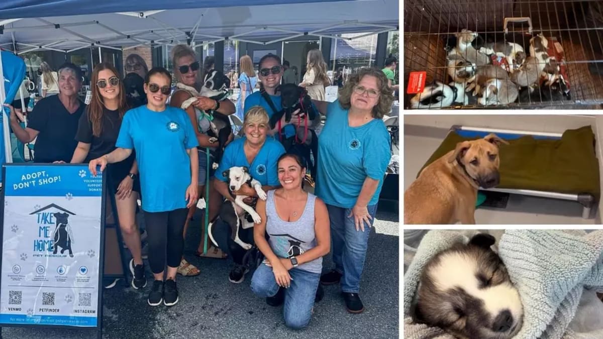 Hudson Valley Rescues 20 Dogs From Hoarding Home - Image 2