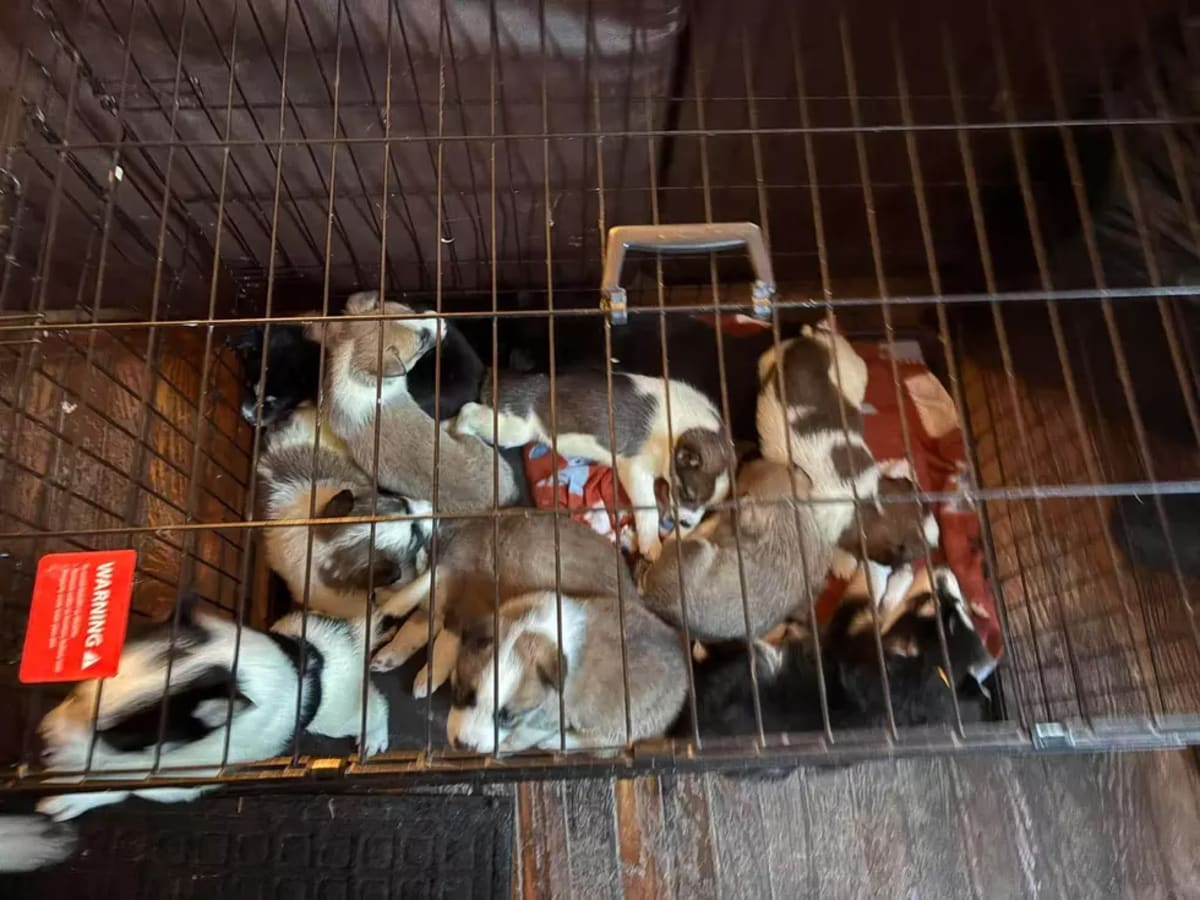 Hudson Valley Rescues 20 Dogs From Hoarding Home - Image 3