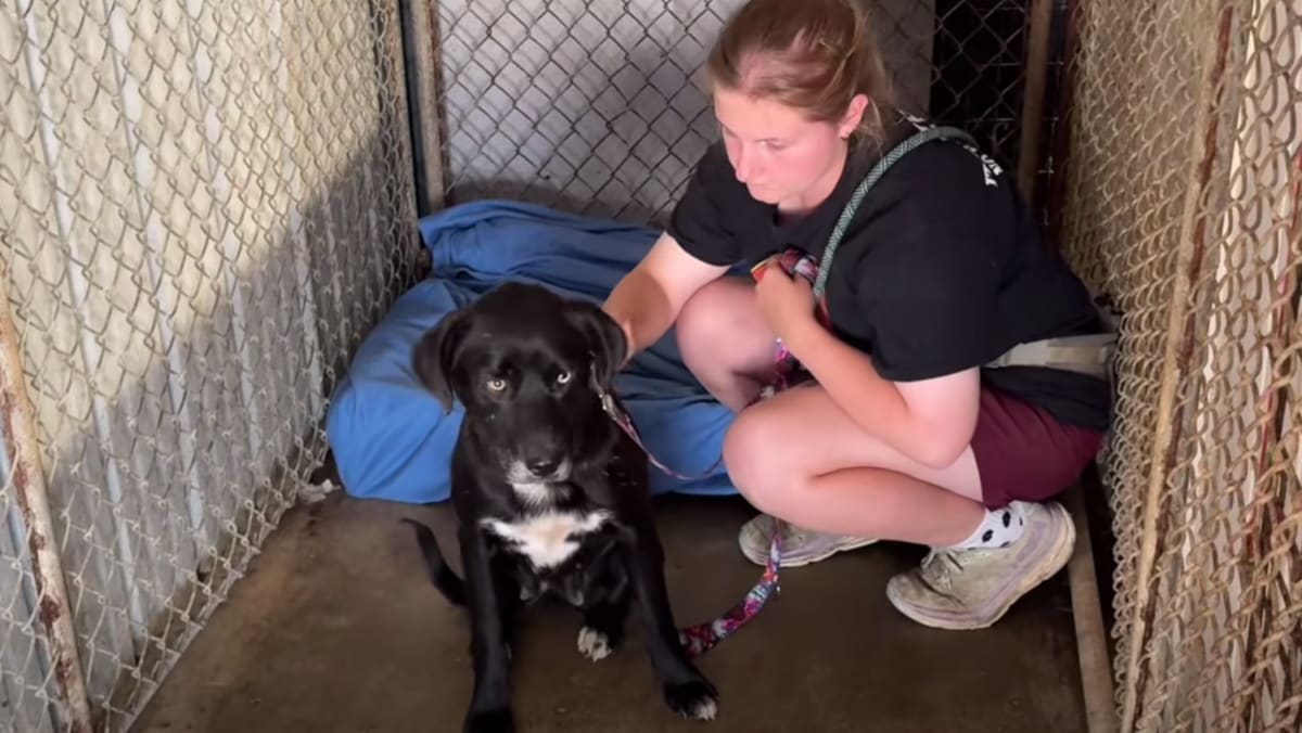 Black Labrador mix with stunning eyes resting safely at It Takes a Village rescue center