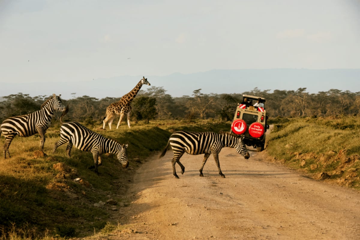 Kenya Gets 20,000 Trees From Travel Company's Green Project