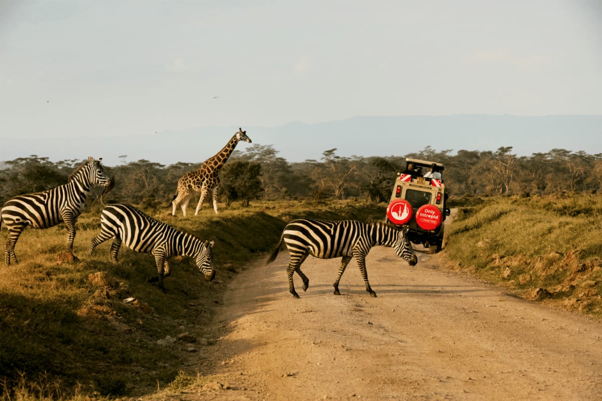 Kenya Gets 20,000 Trees From Travel Company's Green Project - Image 2