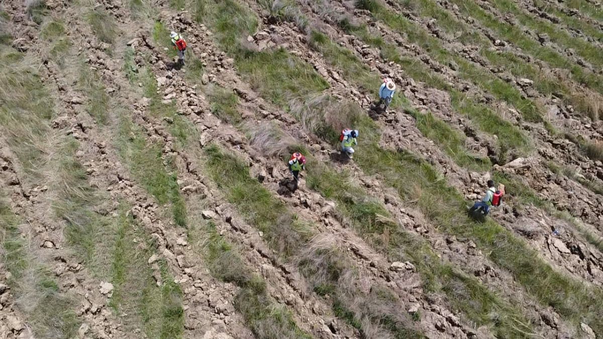 Green forest saplings growing on restored former coal mining land in Appalachian region