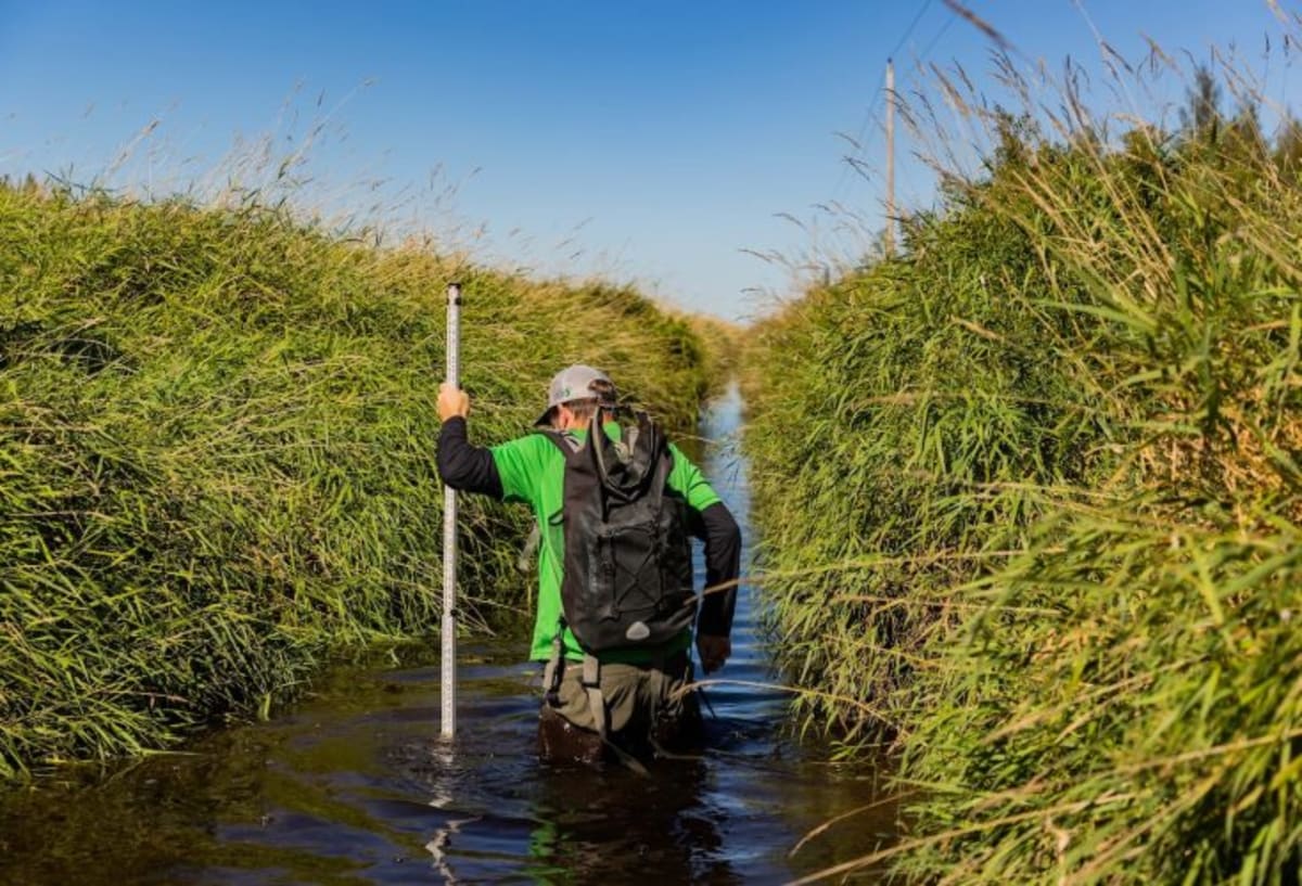 Foundation Funds Peatlands to Tree Planting Climate Wins - Image 3