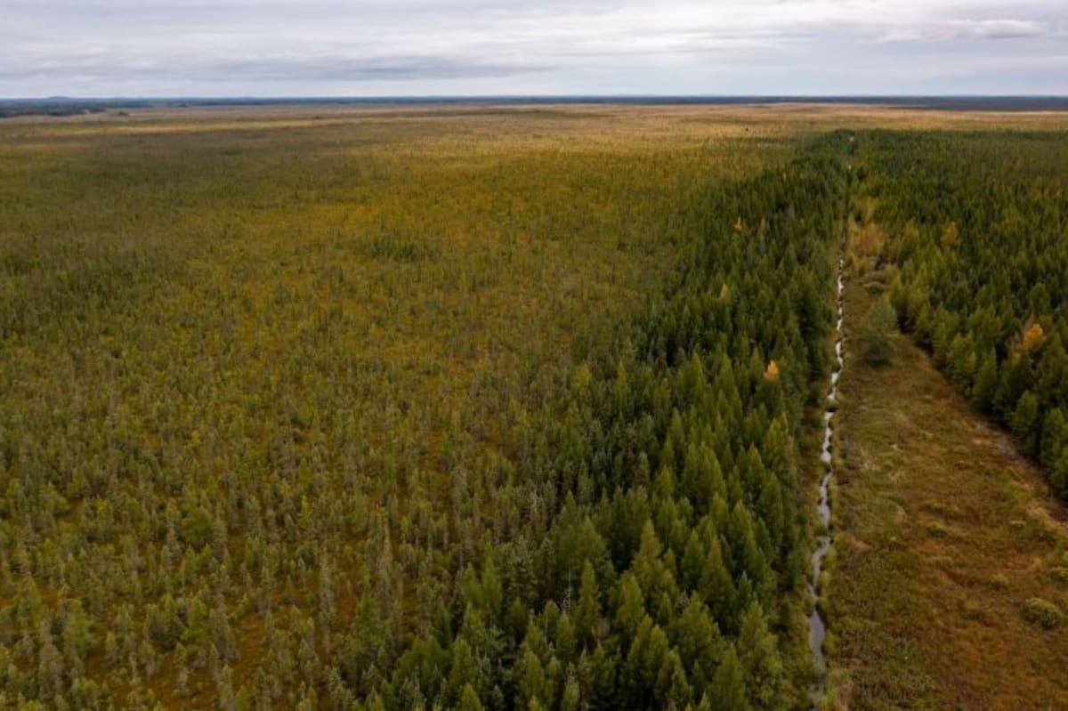 Foundation Funds Peatlands to Tree Planting Climate Wins - Image 2