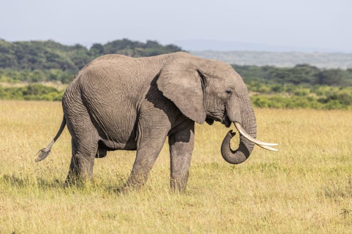 50-Year Conservation Law Has 99% Success Rate - Image 4