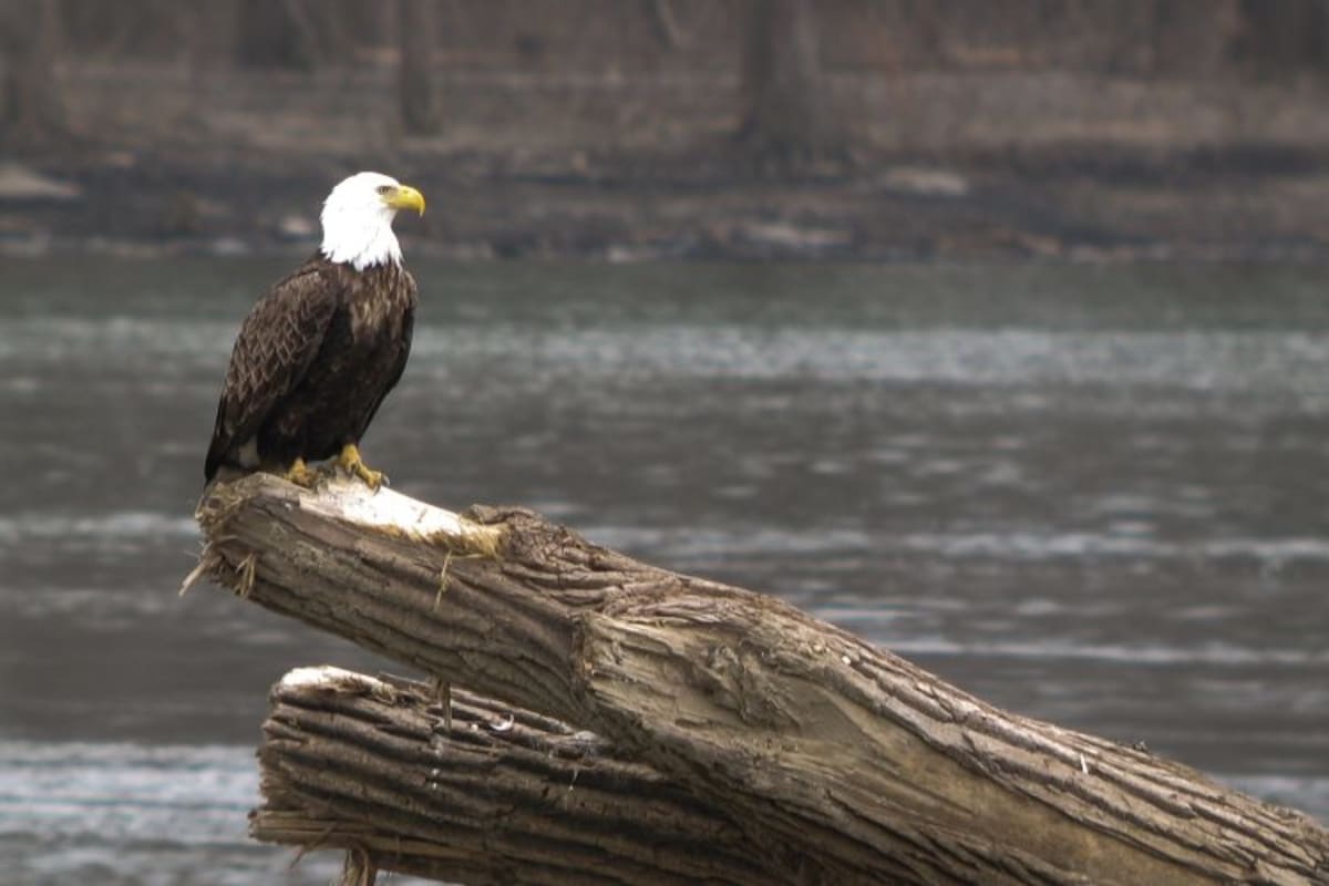50-Year Conservation Law Has 99% Success Rate - Image 2