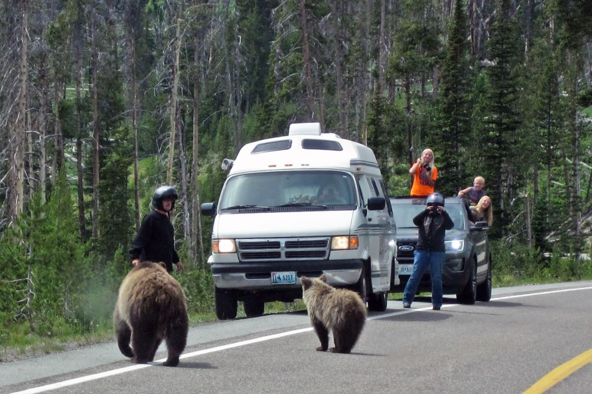 Two grizzly bears crossing a paved road in Yellowstone National Park with cars stopped nearby
