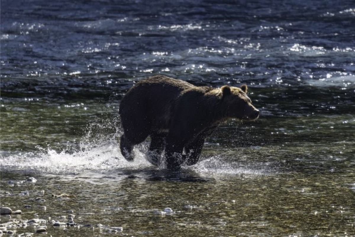 50-Year Conservation Law Has 99% Success Rate - Image 3