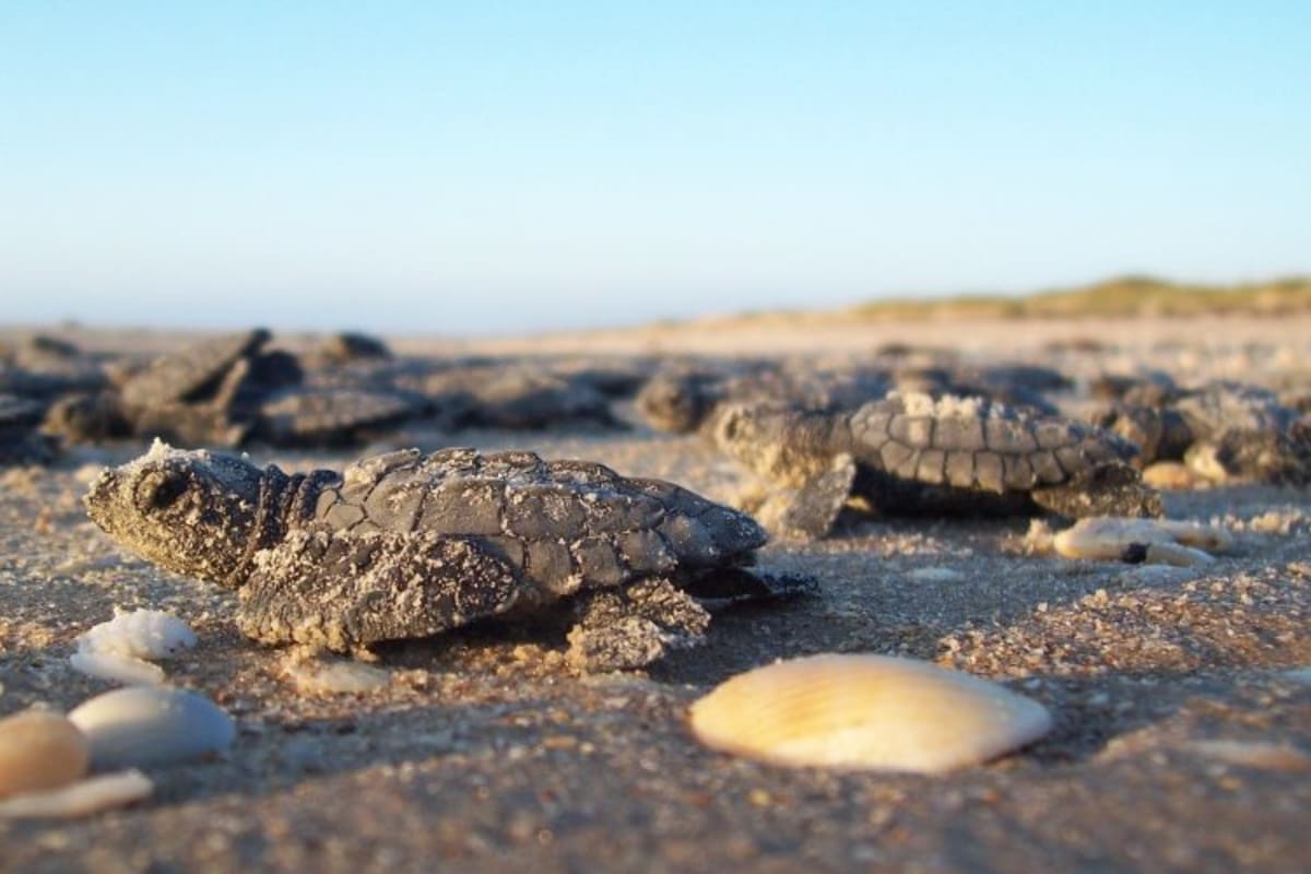 50-Year Conservation Law Has 99% Success Rate - Image 5