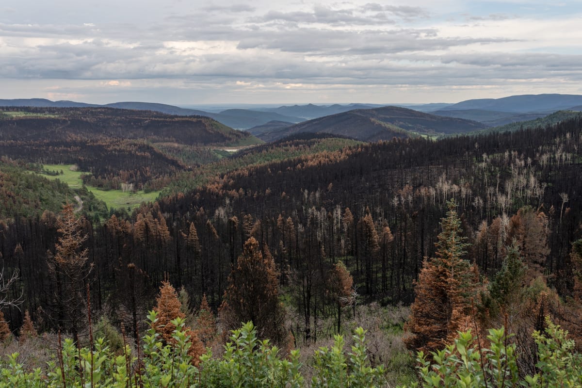New Mexico Trains 'Bootcamp' Seedlings to Survive Wildfires