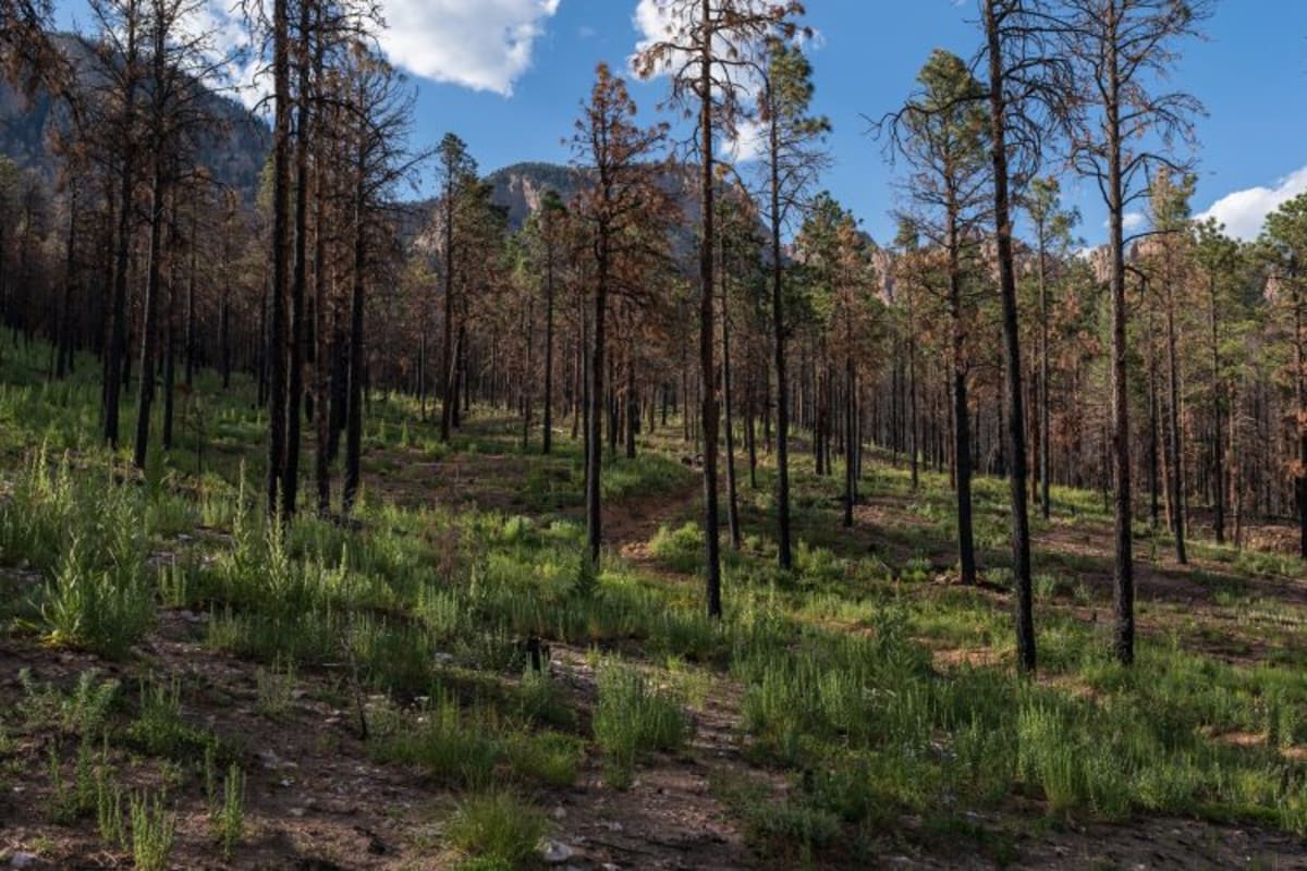 New Mexico Trains 'Bootcamp' Seedlings to Survive Wildfires - Image 3