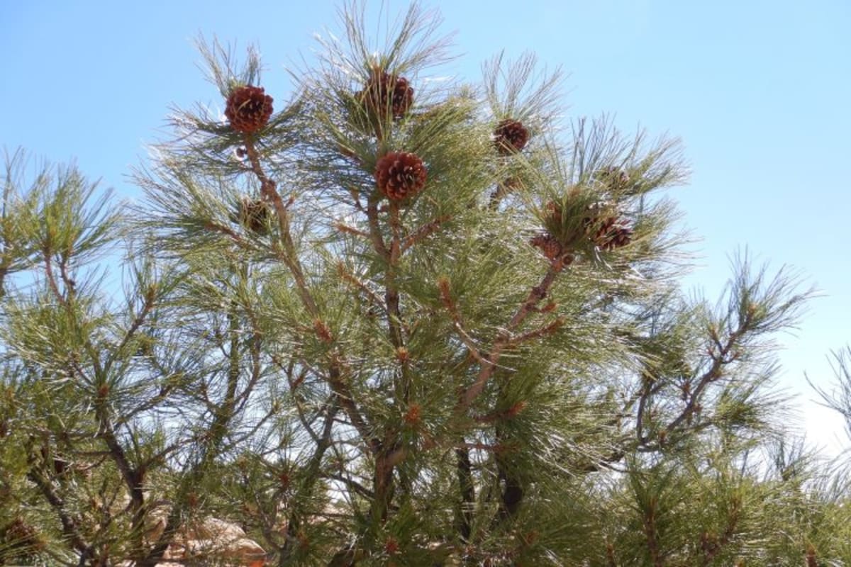 New Mexico Trains 'Bootcamp' Seedlings to Survive Wildfires - Image 4