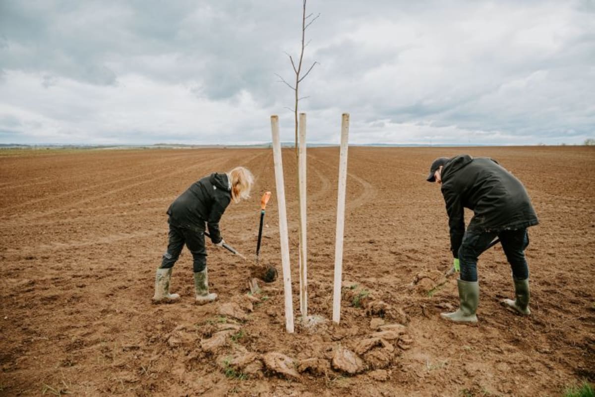 Foundation Funds Peatlands to Tree Planting Climate Wins - Image 5