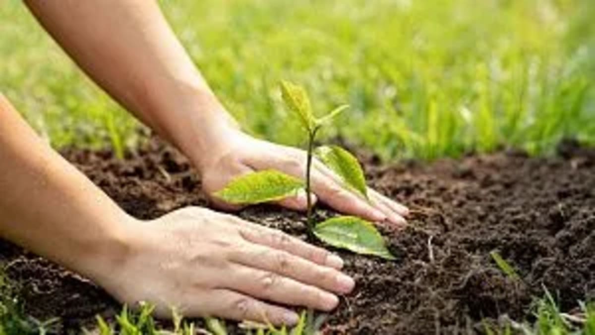 Ethiopia Nears 50 Billion Trees Planted Since 2019