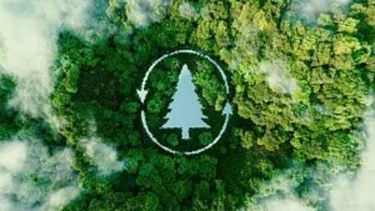Belarus Forests Now Cover 40.5% of Country, Highest in 60 Years