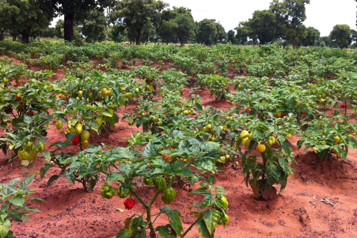Economic Growth Could Save Biodiversity in Poorer Nations