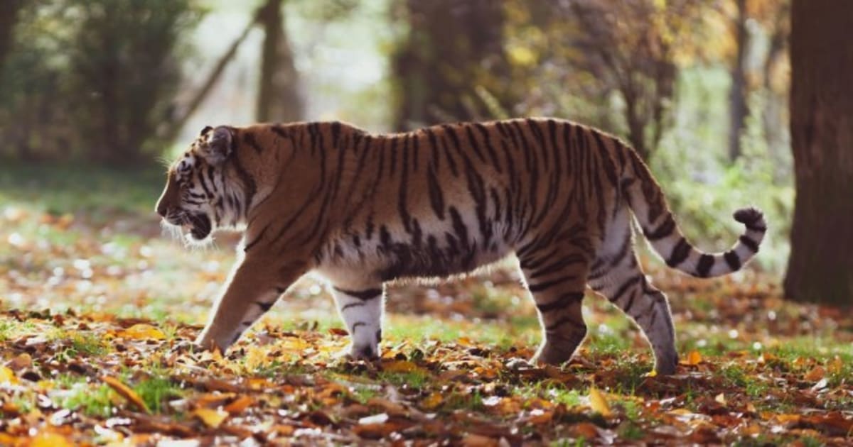 Kazakhstan Brings Back Tigers After 80 Years - Image 2