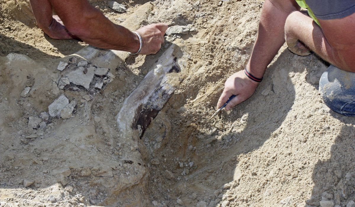 Thailand Discovers Largest Dinosaur Ever Found in Southeast Asia
