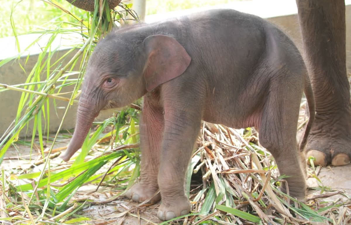 Baby Elephant Born in Indonesia Park Boosts Conservation