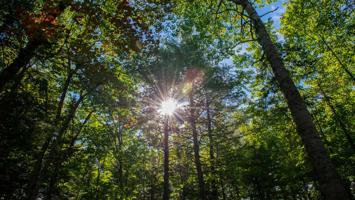 Maine Wins $20M to Transform Forests Into Green Jobs