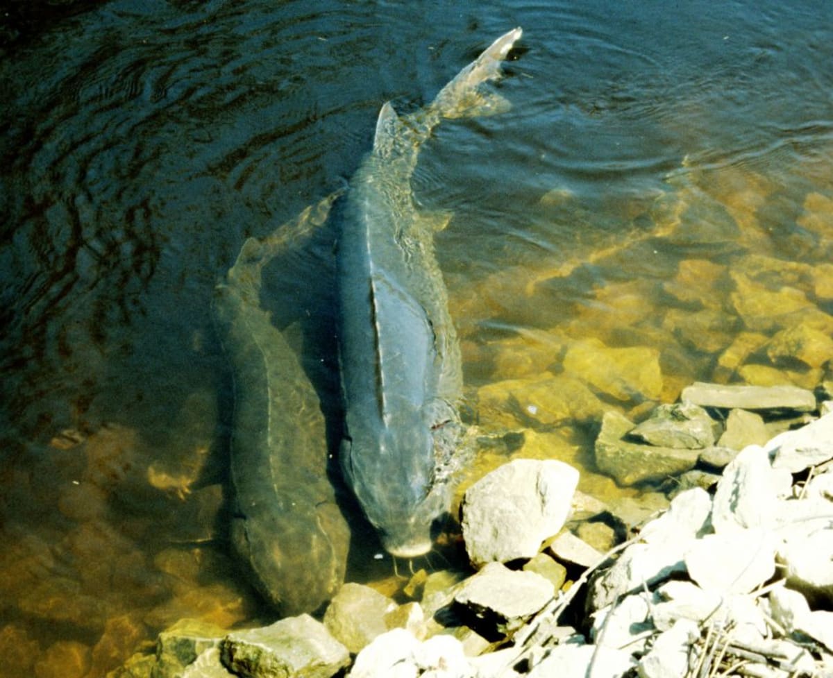 Lake Sturgeon May Live Over 400 Years, Study Finds
