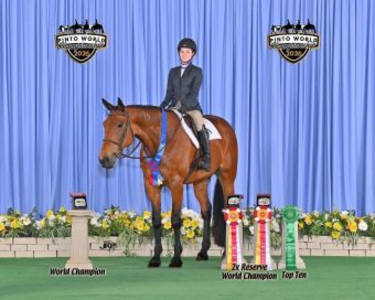 Homicide Hunter performing in show ring at PtHA World Championship competition in Tulsa