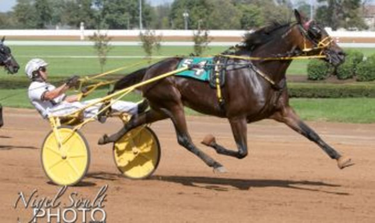 Racing Legend Homicide Hunter Wins Horse Show World Title - Image 2