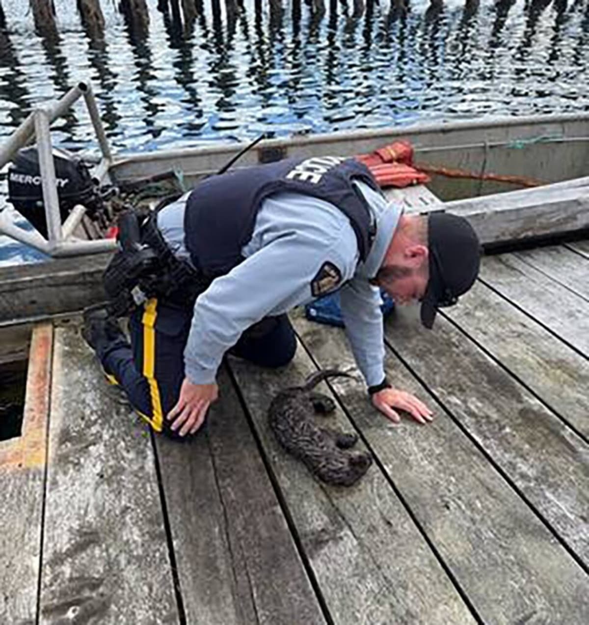 Otter Pup Saved by CPR Reunites With Family in B.C. - Image 2