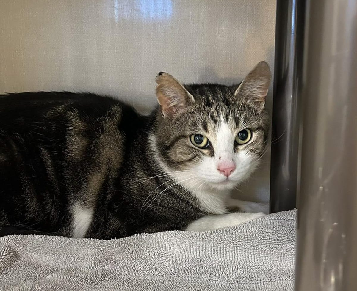 Cat Missing 4 Months Reunited After Social Media Spot