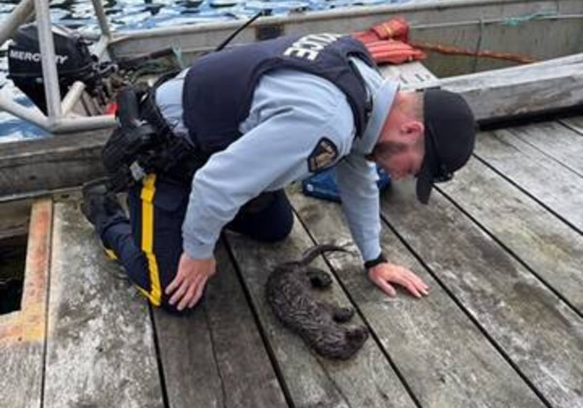Baby sea otter being gently held after rescue from fishing net entanglement