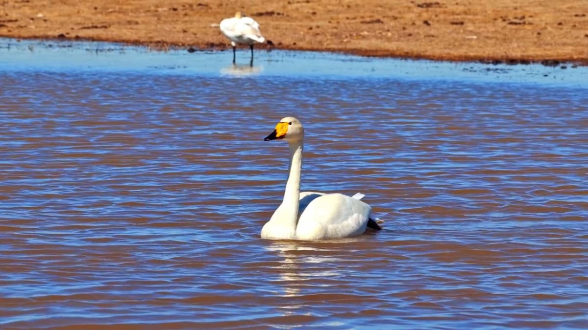 ** White swans swimming and flapping wings in golden sunset light on restored wetland waters